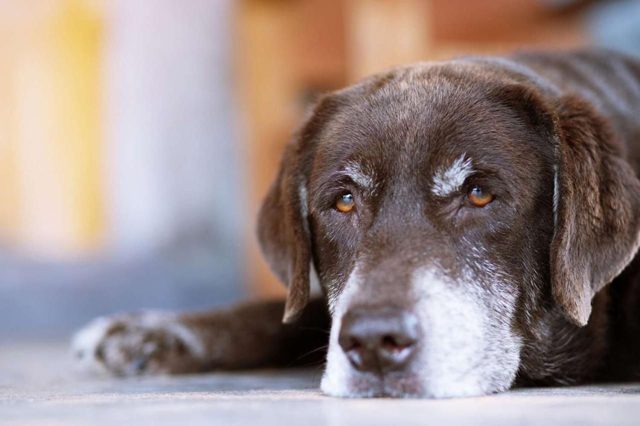 Signs A Dog Is Dying & How To Comfort Your Pup