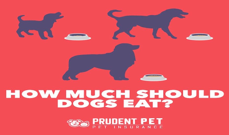 How Much To Feed Your Dog - Prudent Pet Insurance