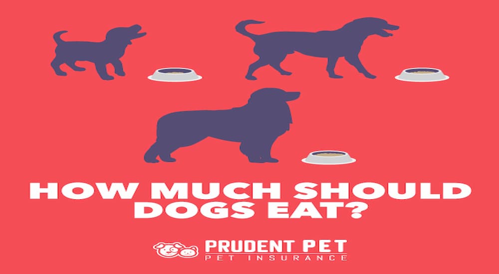 How Much To Feed Your Dog - Prudent Pet Insurance