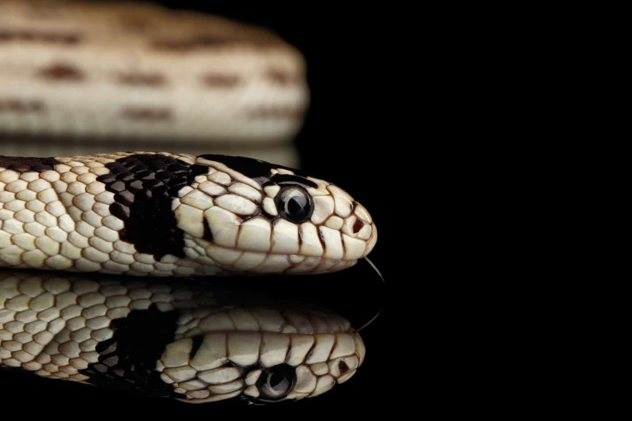 What'S The Temperament Of A California King Snake? - Embora Pets