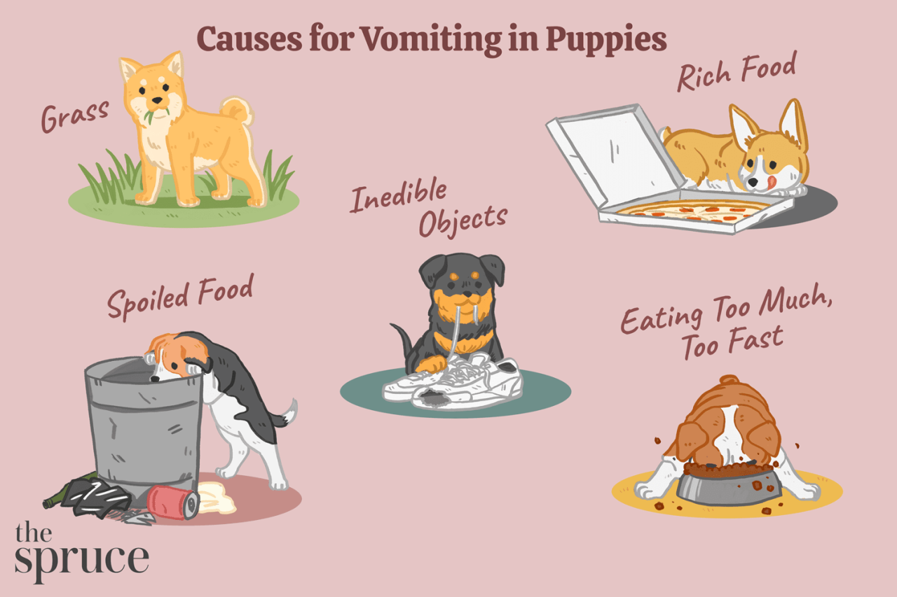 What To Do If Your Puppy Is Vomiting