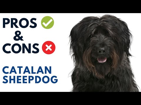 Catalan Sheepdog Pros and Cons | Gos d’Atura Catala Advantages and Disadvantages