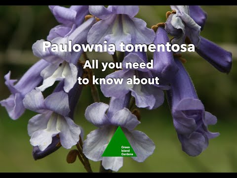 Paulownia tomentosa - All you need to know about